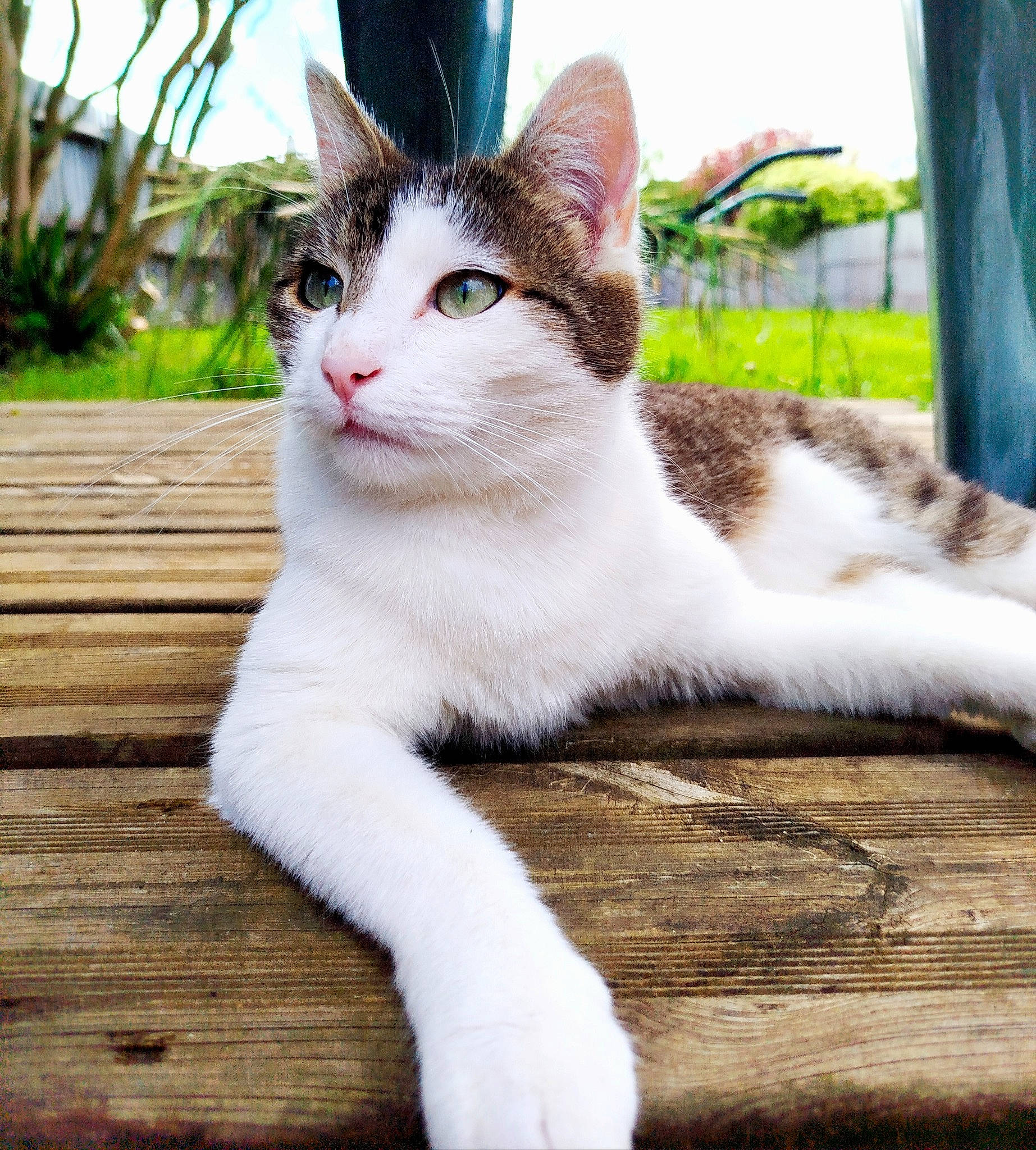 Patpat participe au concours pour gagner de l'argent avec cette photo : carnivore, cat, domestic_short_haired_cat, eye, fawn, felidae, foot, fur, human_body, iris, leg, paw, plant, small_to_medium_sized_cats, snout, tail, tree, whiskers, wildlife, wood