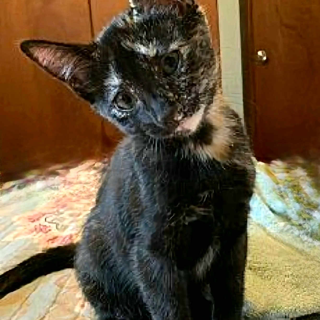 Nasasha joined the competition — help win amazing prizes! animal, bed, black_cat, cat, companion, curious, cute, domestic_animal, ears, feline, fur, home, indoor, pet, portrait, quilt, resting, tilted_head, whiskers, wooden_door