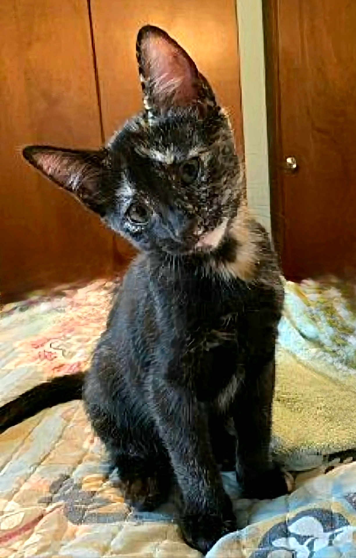 Nasasha joined the competition — help win amazing prizes! cat, pet, black_cat, curious, tilted_head, indoor, bed, quilt, feline, animal, cute, ears, whiskers, fur, domestic_animal, resting, wooden_door, home, companion, portrait