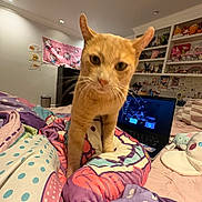 Felipe joined the competition — help win amazing prizes! cat, orange_cat, bed, blanket, colorful, laptop, room, shelf, plush_toys, decorations, indoor, curious, ears, pet, feline, closeup, comfort, cozy, sleeping_area, furniture