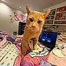 cat, orange_cat, bed, blanket, colorful, laptop, room, shelf, plush_toys, decorations, indoor, curious, ears, pet, feline, closeup, comfort, cozy, sleeping_area, furniture