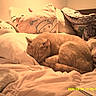 Felipe joined the competition — help win amazing prizes! cat, sleeping, bed, blanket, pillow, plush_toy, stuffed_animal, soft_lighting, indoor, cozy, feline, fur, resting, comfort, cute, warm_color, timestamp, digital_camera, home, relaxation