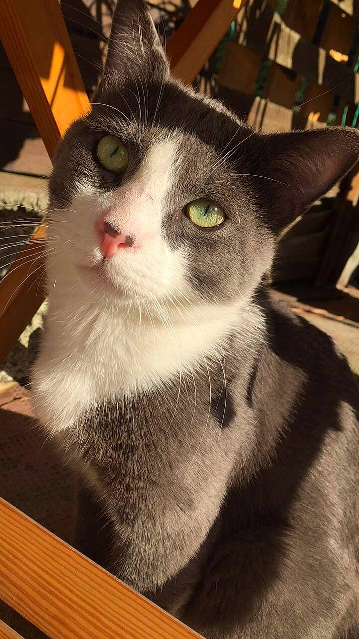 Maho participe au concours pour gagner de l'argent avec cette photo : american_shorthair, american_wirehair, asian, carnivore, cat, domestic_short_haired_cat, eye, felidae, fur, kitten, mammal, small_to_medium_sized_cats, snout, whiskers