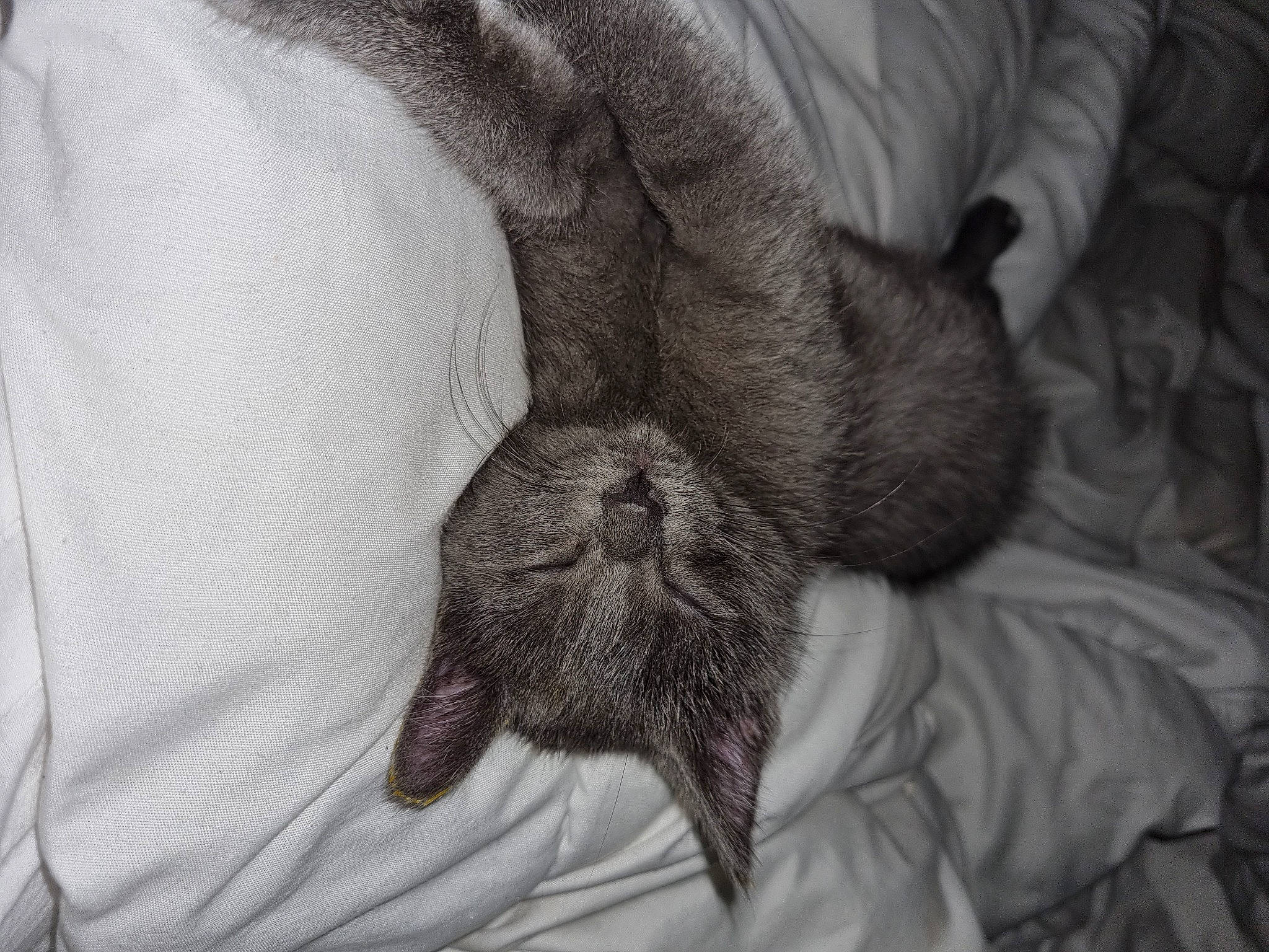 Oreo participe au concours pour gagner de l'argent avec cette photo : beard, carnivore, comfort, companion_dog, dog, dog_breed, ear, felidae, fur, gesture, grey, human_leg, linens, monochrome, monochrome_photography, small_to_medium_sized_cats, snout, whiskers, working_animal, wrinkle