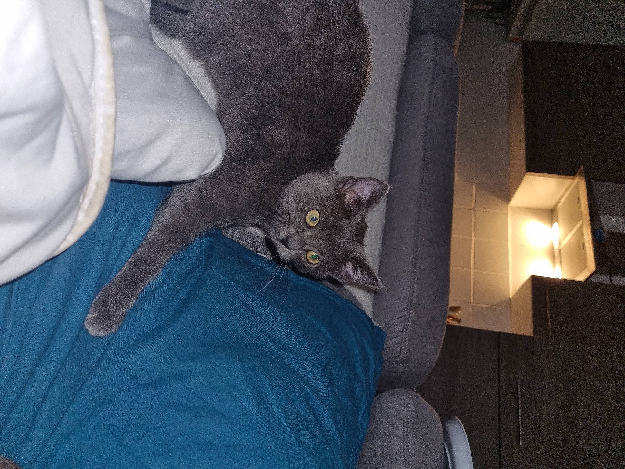 Oreo participe au concours pour gagner de l'argent avec cette photo : black_cat, canidae, carnivore, cat, chair, comfort, couch, domestic_short_haired_cat, felidae, fur, grey, lamp, plant, room, russian_blue, sitting, small_to_medium_sized_cats, t_shirt, tail, whiskers