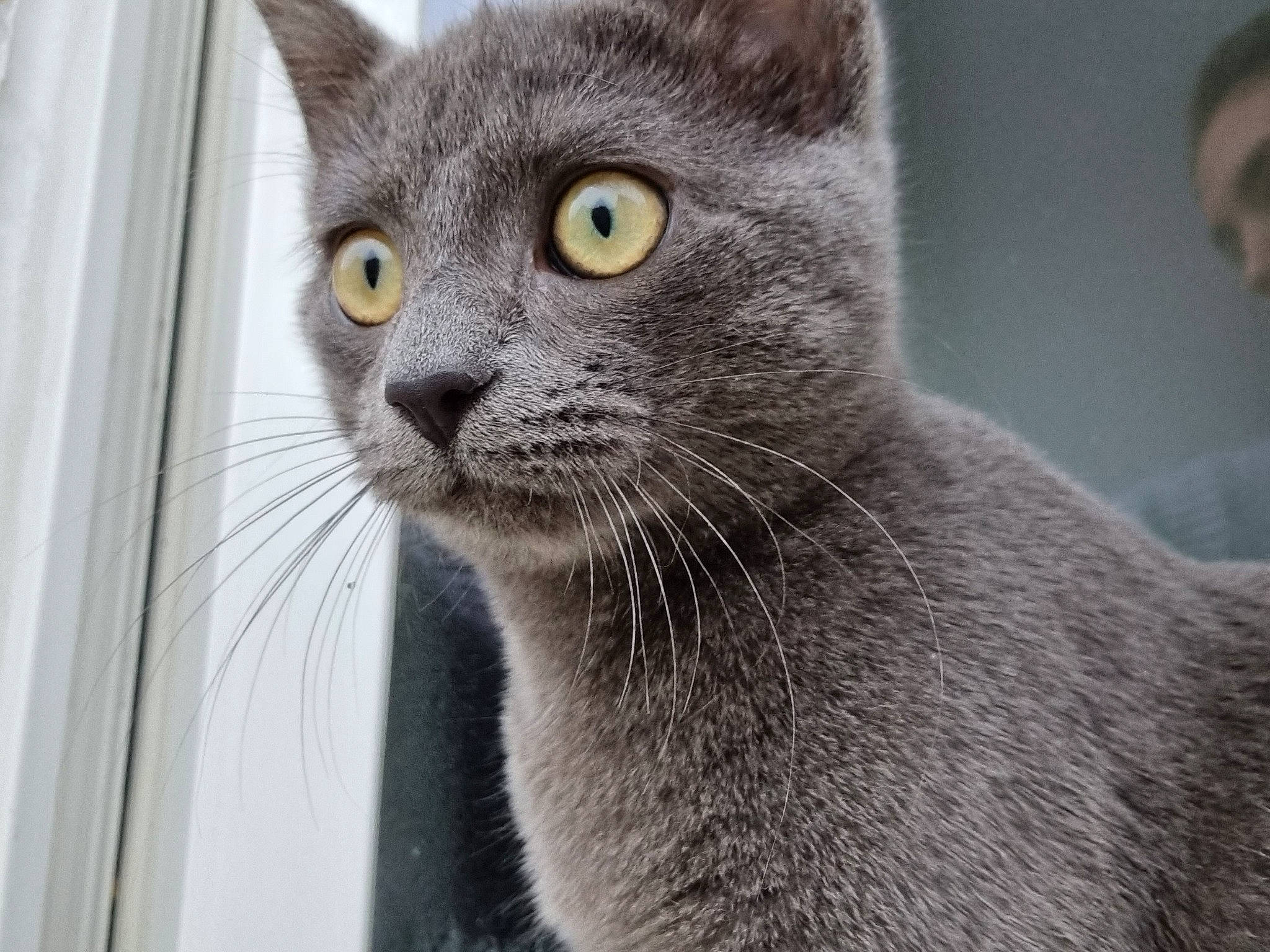 Oreo participe au concours pour gagner de l'argent avec cette photo : carnivore, cat, close_up, domestic_short_haired_cat, ear, felidae, fur, grey, russian_blue, small_to_medium_sized_cats, snout, terrestrial_animal, whiskers, wildlife, window
