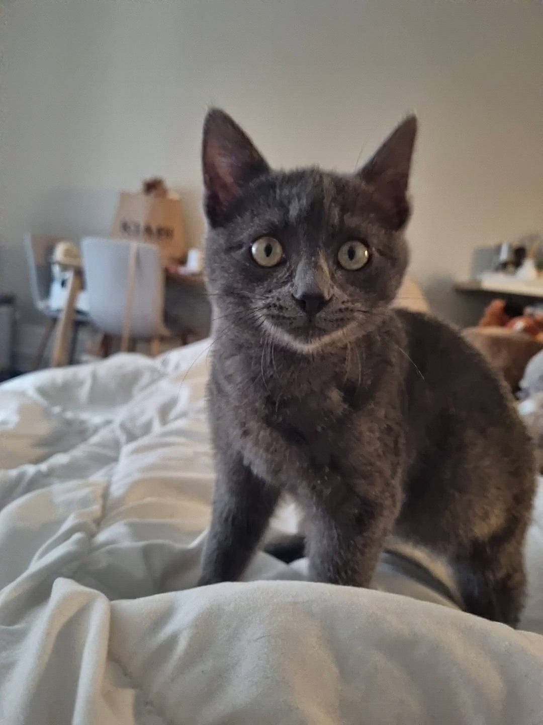 Oreo participe au concours pour gagner de l'argent avec cette photo : black_cat, carnivore, cat, cat_furniture, cat_supply, chartreux, claw, coffee_cup, comfort, domestic_short_haired_cat, eye, felidae, fur, grey, hat, linens, small_to_medium_sized_cats, tableware, tail, whiskers