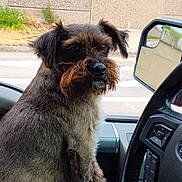 Brownie Bear joined the competition — help win amazing prizes! black_fur, brown_fur, car_interior, close_up, dashboard, daylight, dog, furry, lap, person, pet, reflection, road, seat, side_mirror, sitting, steering_wheel, urban, vehicle, window