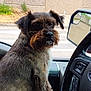 black_fur, brown_fur, car_interior, close_up, dashboard, daylight, dog, furry, lap, person, pet, reflection, road, seat, side_mirror, sitting, steering_wheel, urban, vehicle, window