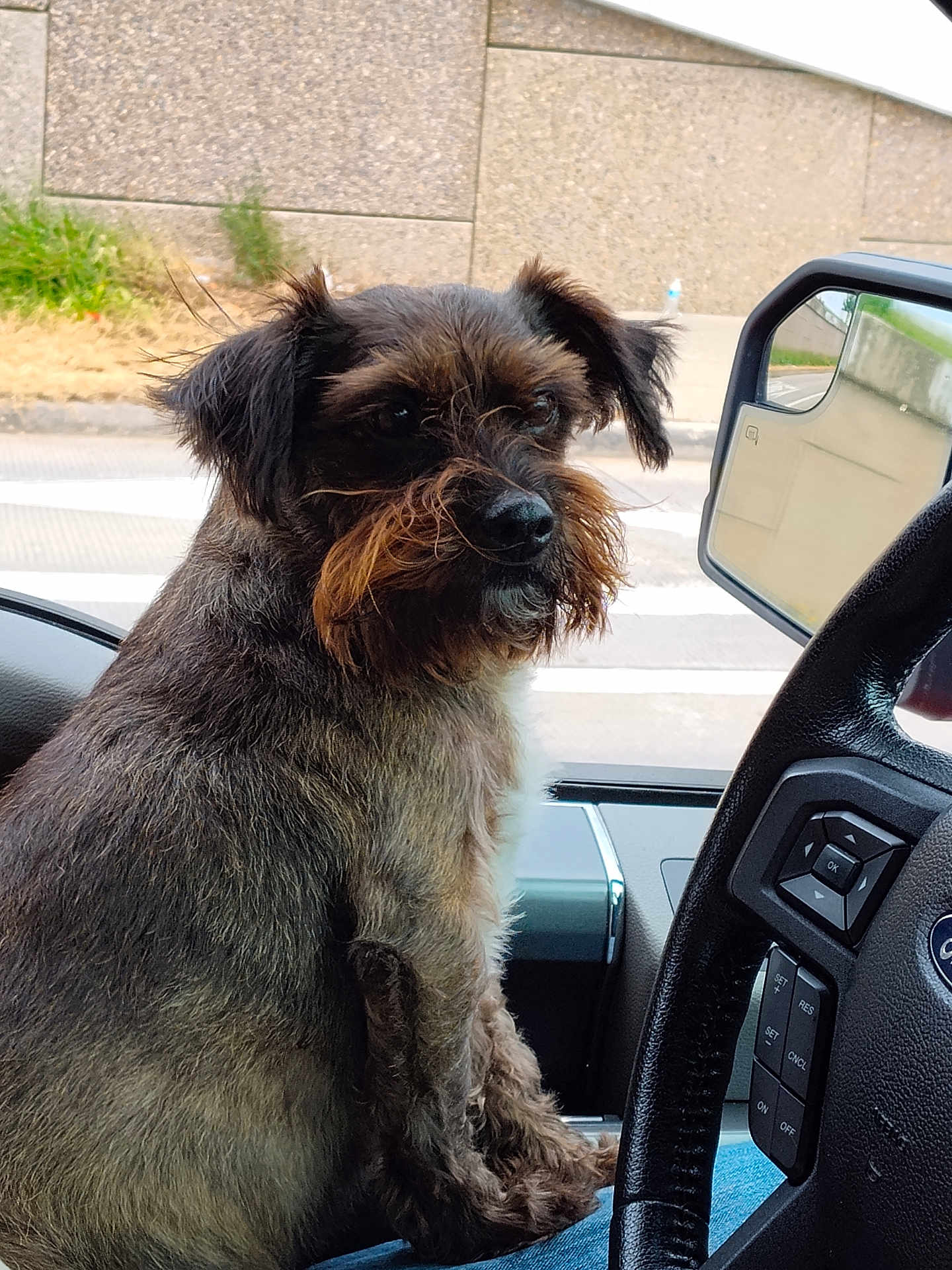Brownie Bear joined the competition — help win amazing prizes! black_fur, brown_fur, car_interior, close_up, dashboard, daylight, dog, furry, lap, person, pet, reflection, road, seat, side_mirror, sitting, steering_wheel, urban, vehicle, window