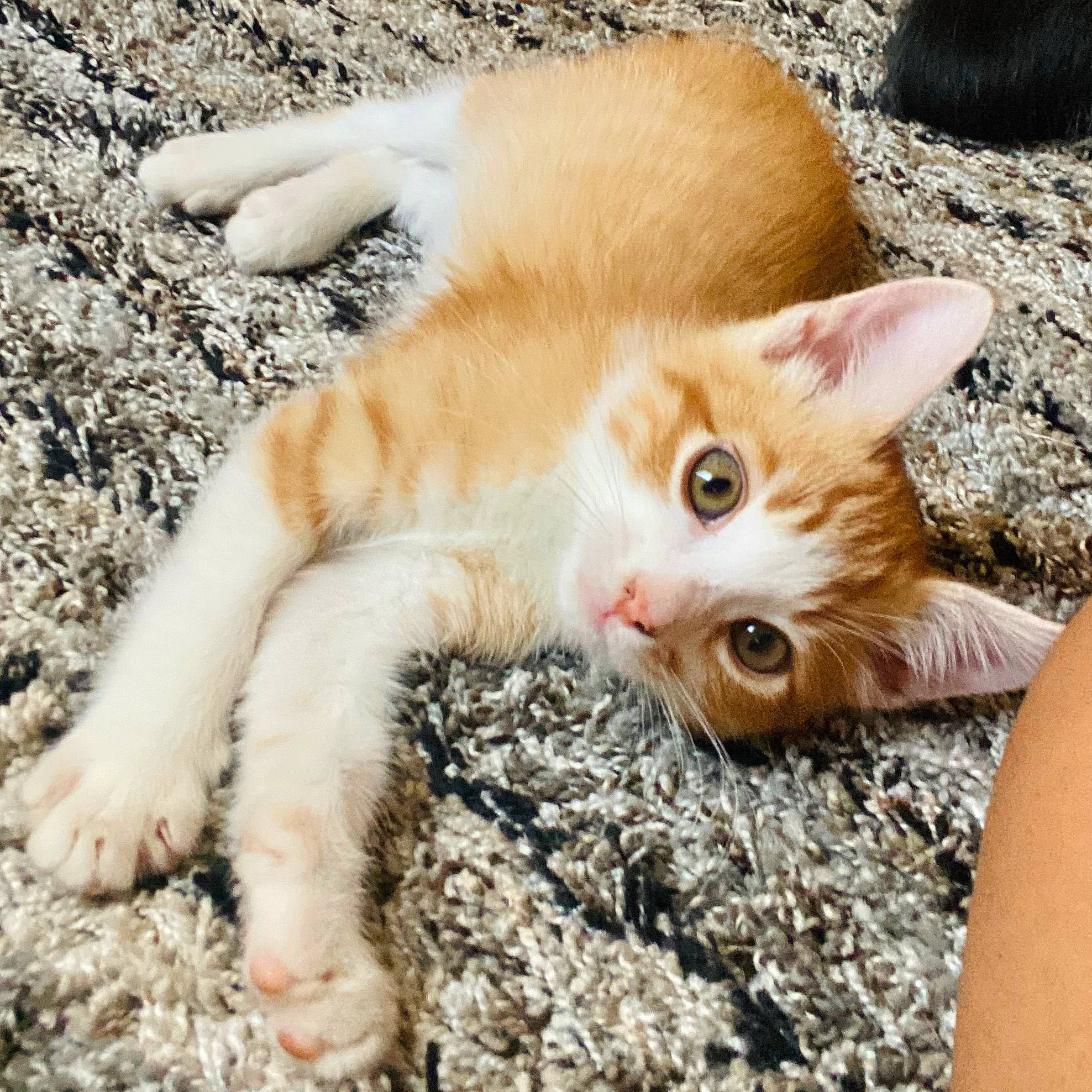 Alex joined the competition — help win amazing prizes! canidae, carnivore, cat, claw, domestic_short_haired_cat, fawn, felidae, foot, fur, paw, photo_caption, sand, small_to_medium_sized_cats, tail, terrestrial_animal, toe, whiskers