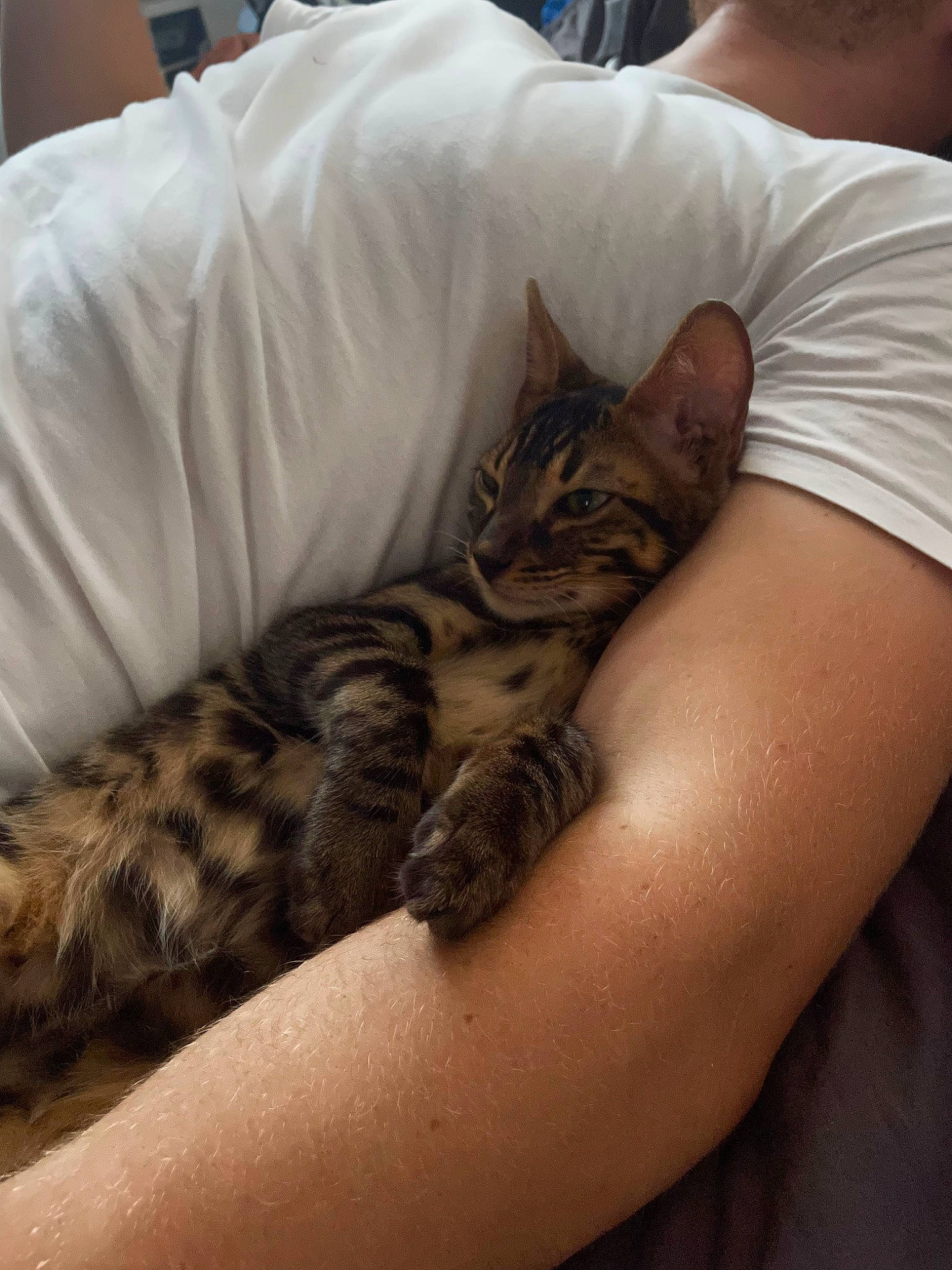 Nimba a rejoint le concours — aidez-le/la à gagner de superbes lots ! bed, bedding, carnivore, cat, claw, comfort, couch, domestic_short_haired_cat, elbow, felidae, fur, human_leg, linens, nail, nap, neck, small_to_medium_sized_cats, thigh, whiskers, wrist