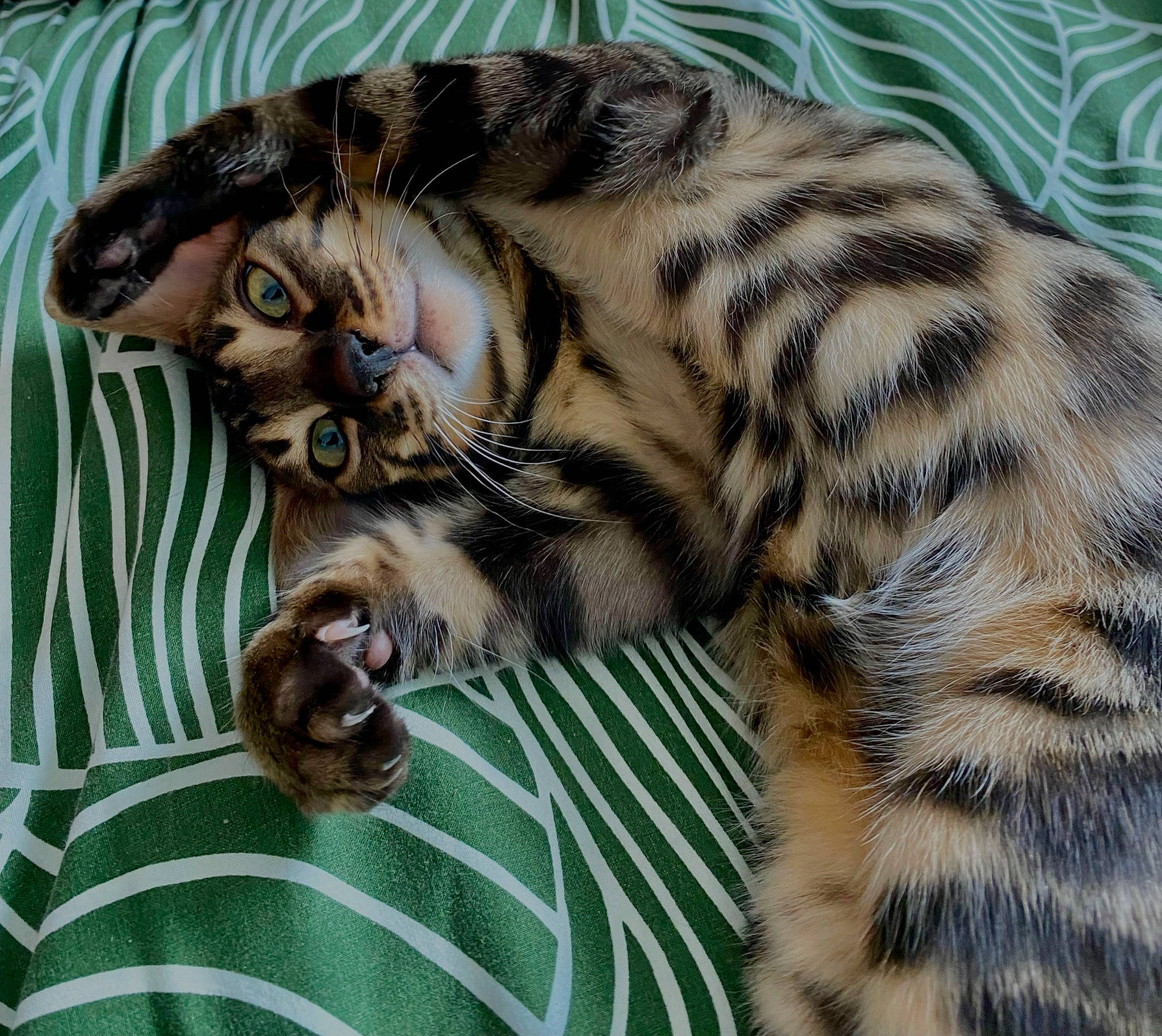 Nimba participe au concours pour gagner de l'argent avec cette photo : big_cats, carnivore, cat, claw, comfort, domestic_short_haired_cat, fawn, felidae, fur, mammal, natural_material, pattern, paw, small_to_medium_sized_cats, snout, tail, terrestrial_animal, vertebrate, whiskers, wildlife