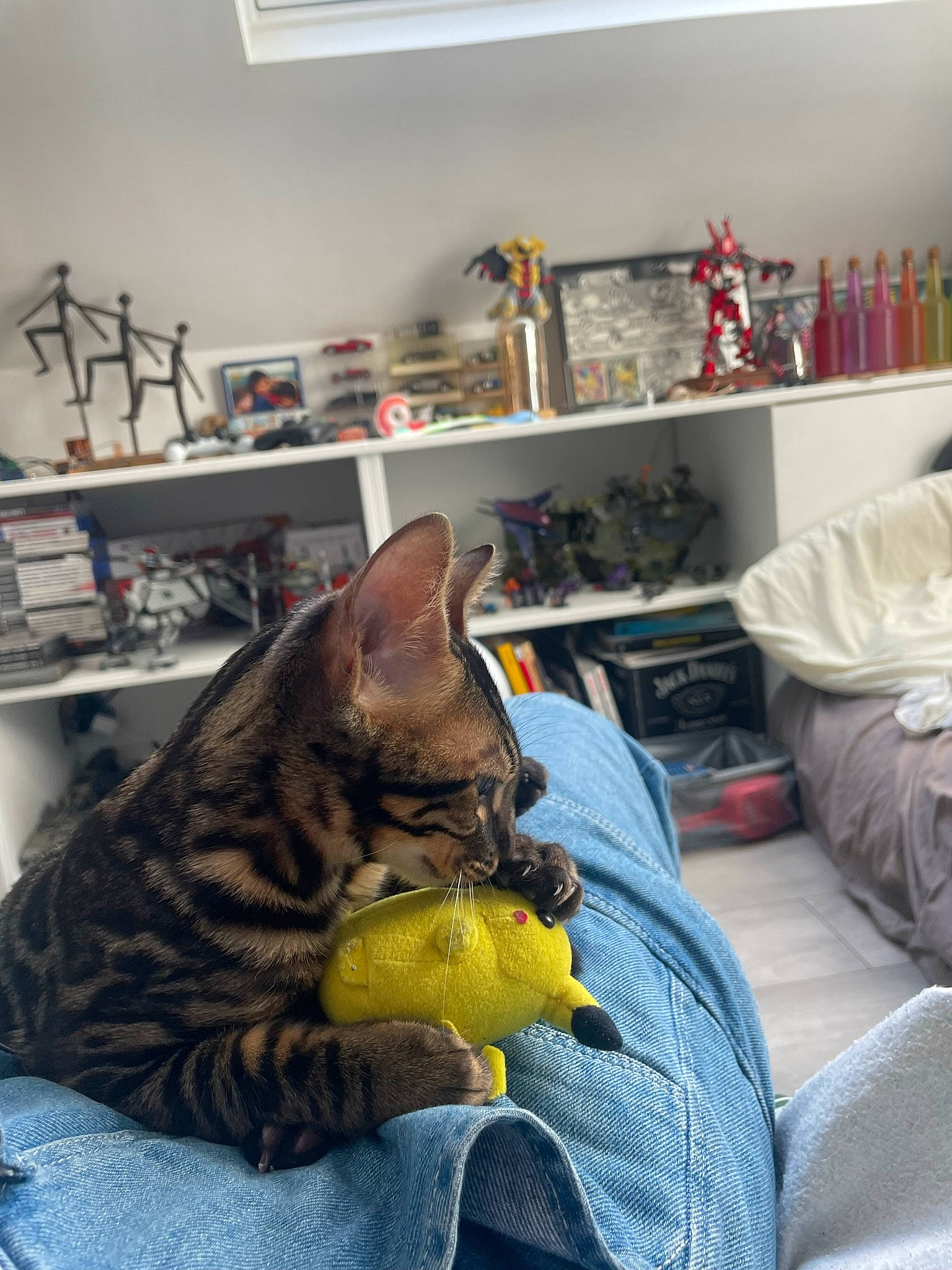 Nimba a rejoint le concours — aidez-le/la à gagner de superbes lots ! bookcase, carnivore, cat, comfort, companion_dog, couch, domestic_short_haired_cat, felidae, flooring, fur, grey, linens, picture_frame, room, shelf, shelving, sitting, small_to_medium_sized_cats, textile, whiskers