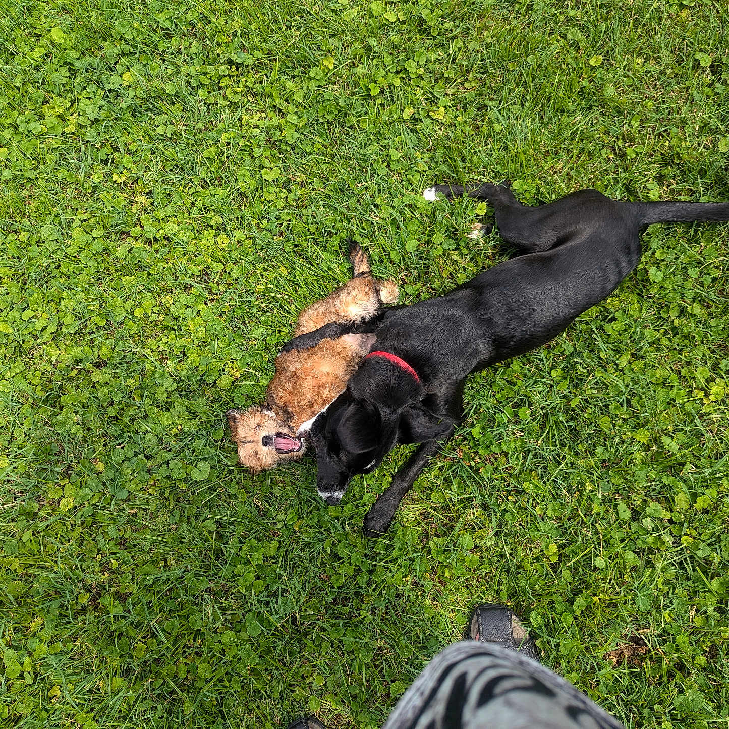 Emma Louise is registered to the contest to win money with this photo: accessories, animal, canine, clothing, dog, field, footwear, grass, grassland, hound, lawn, nature, outdoors, person, pet, plant, puppy, runningshoe, shoe, strap