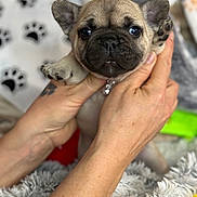 Henry is registered to the contest to win money with this photo: adorable, animal, blanket, closeup, collar, cute, dog, domestic_animal, french_bulldog, fur, hands, indoors, mammal, paw_print, pet, playful, puppy, small, snout, young
