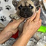 adorable, animal, blanket, closeup, collar, cute, dog, domestic_animal, french_bulldog, fur, hands, indoors, mammal, paw_print, pet, playful, puppy, small, snout, young
