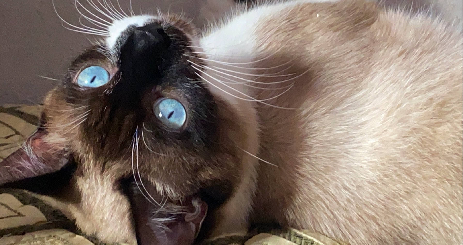 Sprite participe au concours pour gagner de l'argent avec cette photo : balinese, birman, carnivore, cat, ear, electric_blue, fawn, felidae, fur, iris, siamese, small_to_medium_sized_cats, snout, thai, whiskers