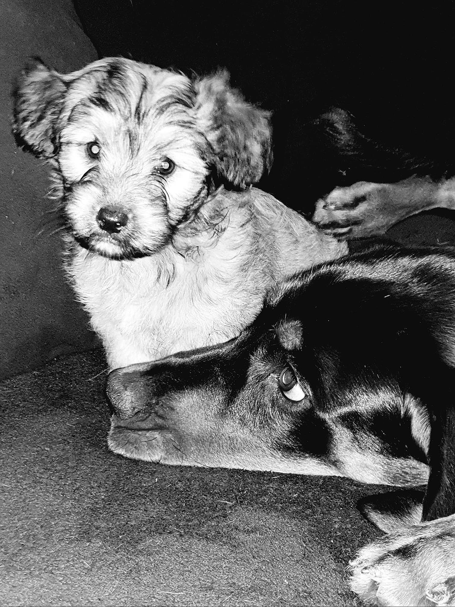 Bandy a rejoint le concours — aidez-le/la à gagner de superbes lots ! black_and_white, canidae, carnivore, companion_dog, dog, dog_breed, monochrome, morkie, puppy, schnoodle, sealyham_terrier, sporting_group, sporting_lucas_terrier