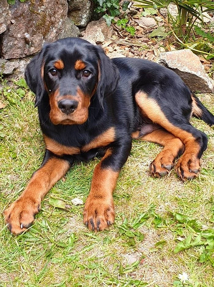 Wyatt participe au concours pour gagner de l'argent avec cette photo : austrian_black_and_tan_hound, black_and_tan_coonhound, canidae, carnivore, dog, dog_breed, hellenikos_ichnilatis, hound, huntaway, hunting_dog, lithuanian_hound, mammal, montenegrin_mountain_hound, polish_hound, polish_hunting_dog, rare_breed_dog, smaland_hound, transylvanian_hound, tyrolean_hound, vertebrate