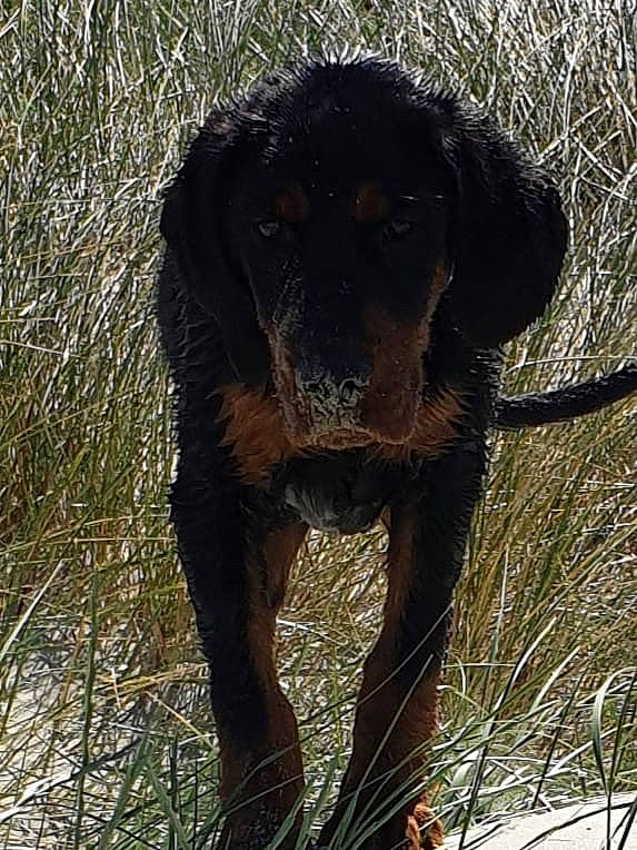 Wyatt a rejoint le concours — aidez-le/la à gagner de superbes lots ! canidae, carnivore, dog, dog_breed, hound, hunting_dog, labrador_retriever, lithuanian_hound, mammal, montenegrin_mountain_hound, polish_hunting_dog, snout, sporting_group, vertebrate