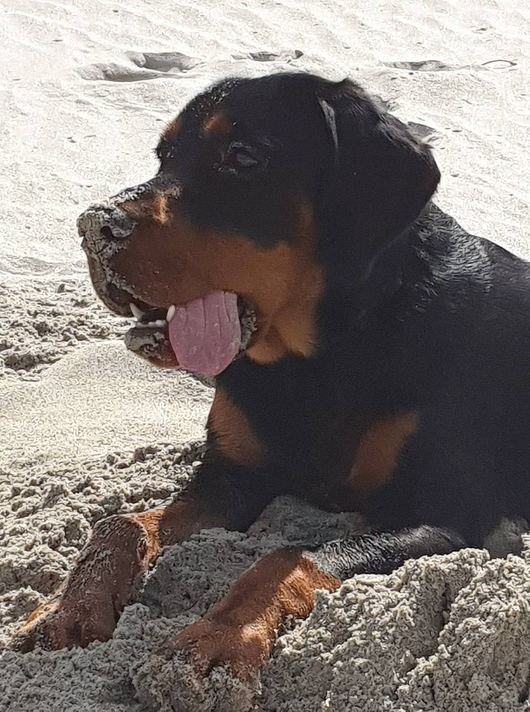 Wyatt a rejoint le concours — aidez-le/la à gagner de superbes lots ! canidae, carnivore, dog, dog_breed, fawn, huntaway, hunting_dog, mammal, montenegrin_mountain_hound, polish_hunting_dog, rottweiler, snout, sporting_group, vertebrate, working_dog