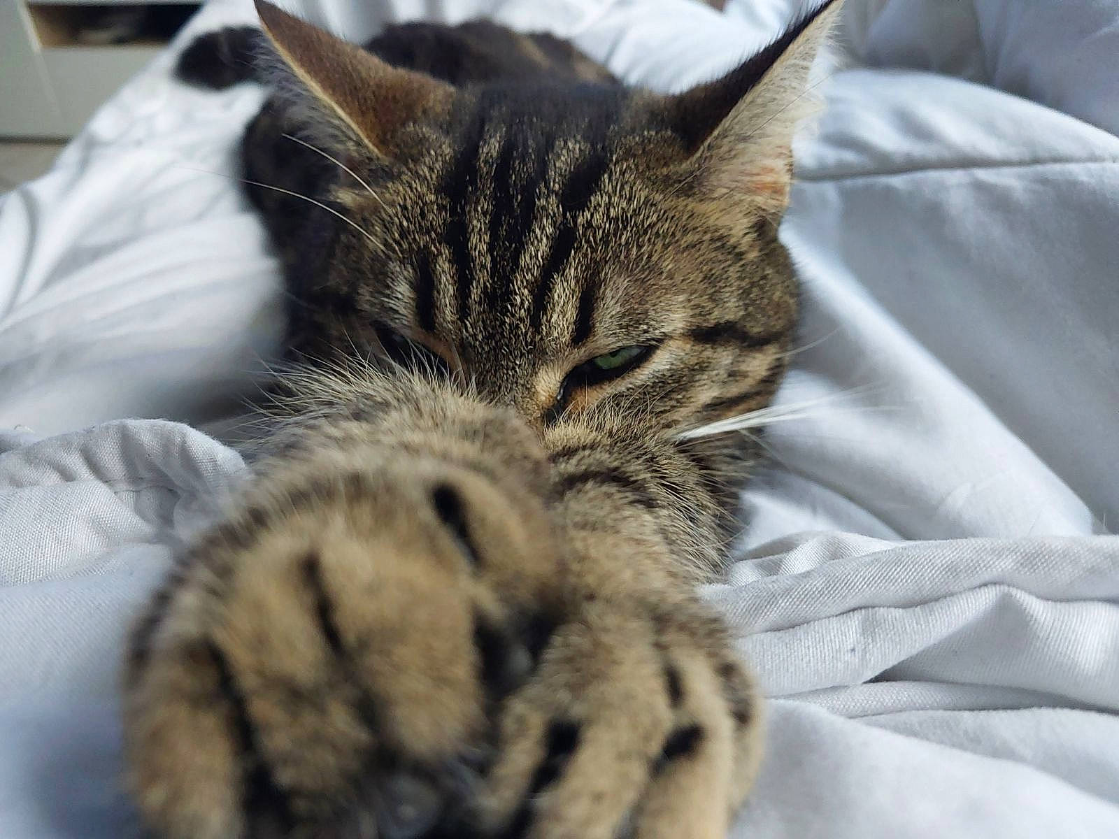 Skrolly a rejoint le concours — aidez-le/la à gagner de superbes lots ! carnivore, cat, claw, comfort, domestic_short_haired_cat, ear, eye, felidae, fur, nap, paw, sleep, small_to_medium_sized_cats, snout, tail, terrestrial_animal, whiskers, wildlife