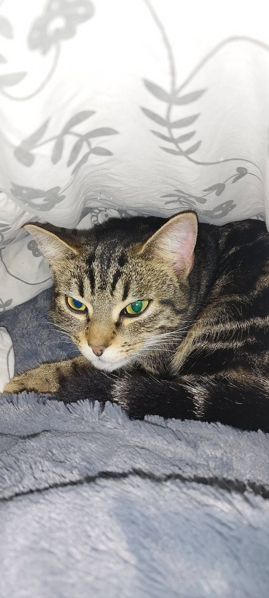 Skrolly participe au concours pour gagner de l'argent avec cette photo : carnivore, cat, claw, domestic_short_haired_cat, felidae, fur, paw, small_to_medium_sized_cats, snout, terrestrial_animal, whiskers, wildlife