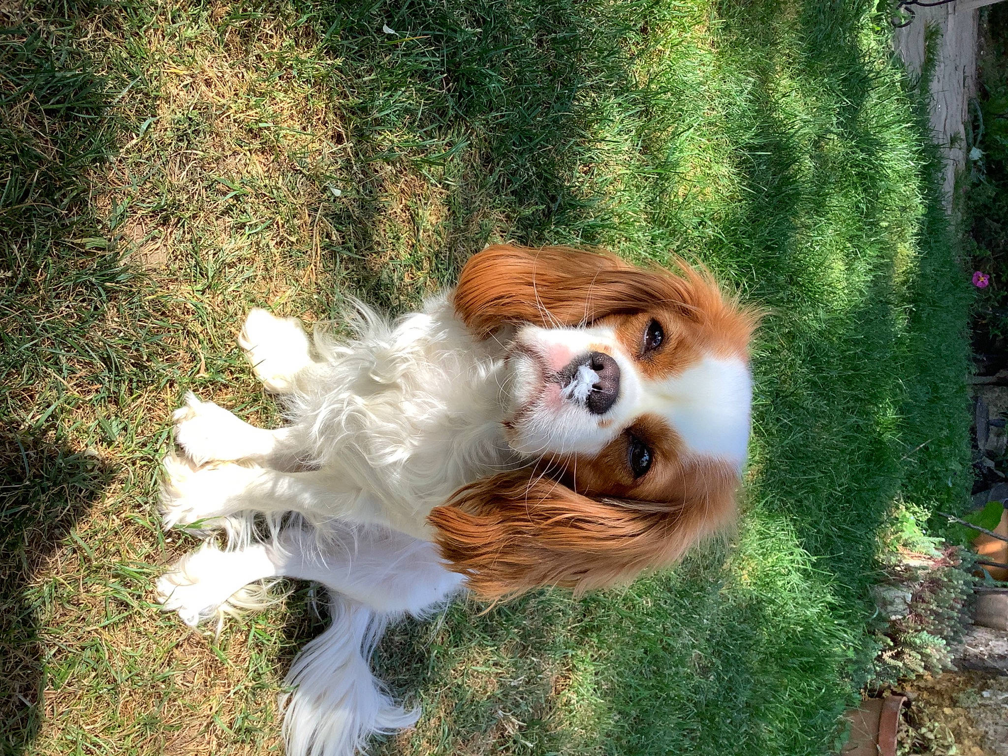 Scarlett participe au concours pour gagner de l'argent avec cette photo : canidae, carnivore, companion_dog, dog, dog_breed, fawn, fur, grass, liver, plant, primate, red_panda, snout, sporting_group, tail, terrestrial_animal, toy, whiskers, wildlife