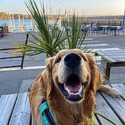 Valou Daniel a rejoint le concours — aidez-le/la à gagner de superbes lots ! dog, golden_retriever, pet, happy, smiling, outdoor, waterfront, boats, lighthouse, wooden_planks, harness, green_plants, bench, table, daylight, sky, leash, nature, canine, animal