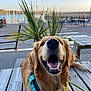 dog, golden_retriever, pet, happy, smiling, outdoor, waterfront, boats, lighthouse, wooden_planks, harness, green_plants, bench, table, daylight, sky, leash, nature, canine, animal