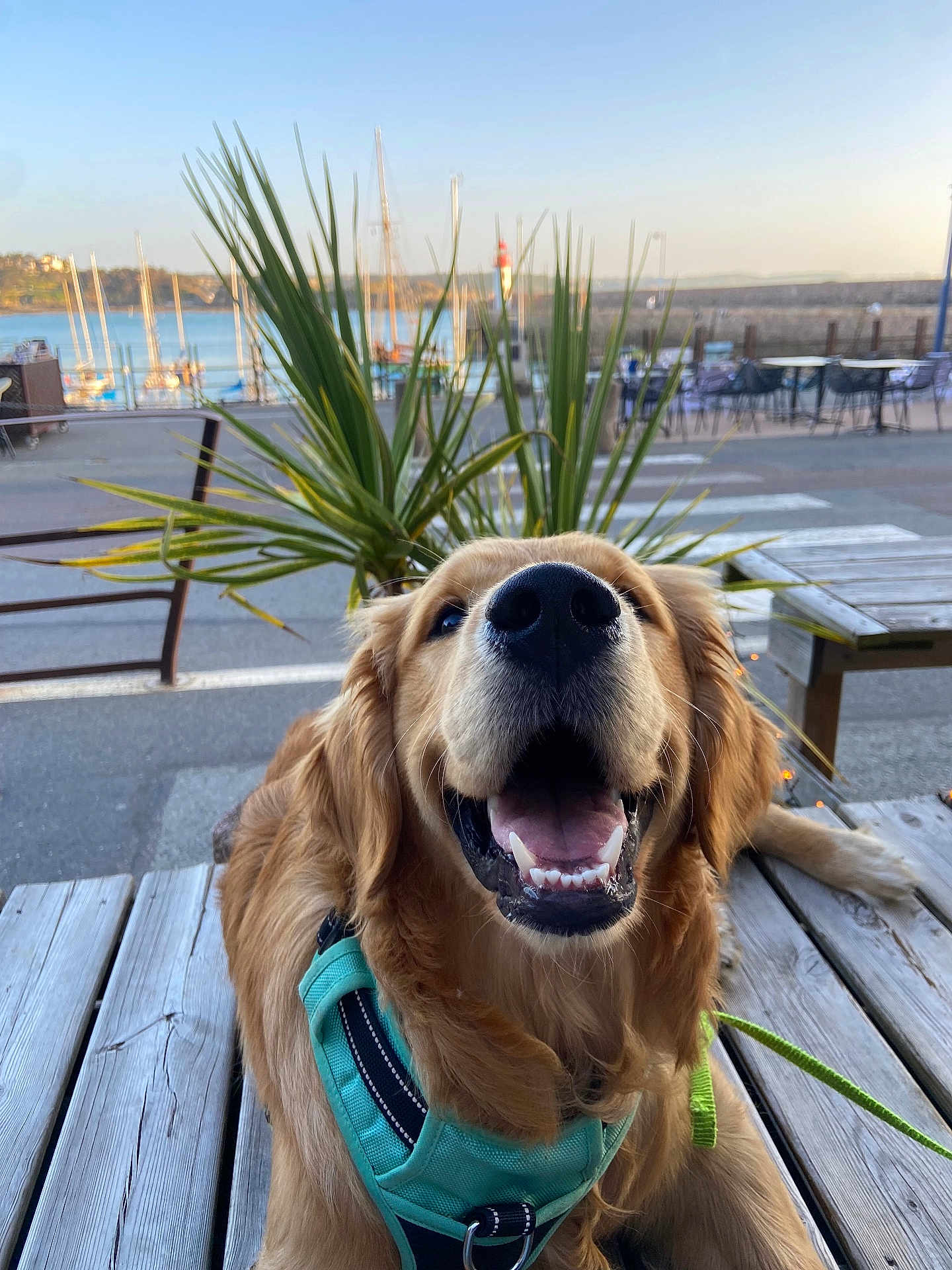 Valou Daniel a rejoint le concours — aidez-le/la à gagner de superbes lots ! dog, golden_retriever, pet, happy, smiling, outdoor, waterfront, boats, lighthouse, wooden_planks, harness, green_plants, bench, table, daylight, sky, leash, nature, canine, animal