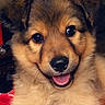 dog, puppy, fluffy, furry, brown, black, tan, face, eyes, nose, tongue, smiling, happy, close_up, portrait, pet, canine, indoor, red_blanket, adorable
