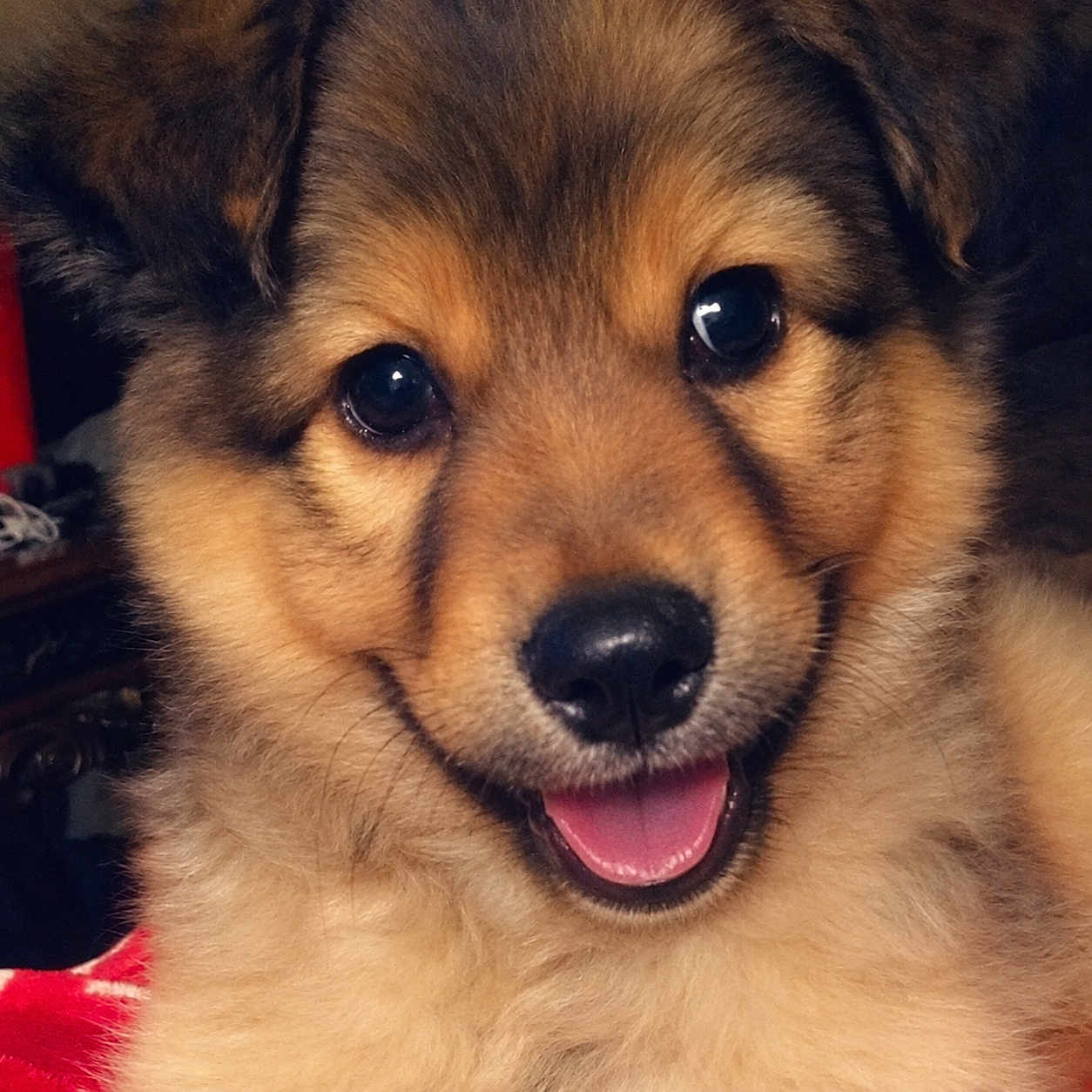 Penny