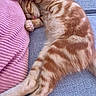 animal, blue, cat, cozy, cute, domestic_cat, fur, furniture, indoor, mammal, orange_tabby, paw, pet, pillow, pink, relaxed, resting, sleeping, soft, texture
