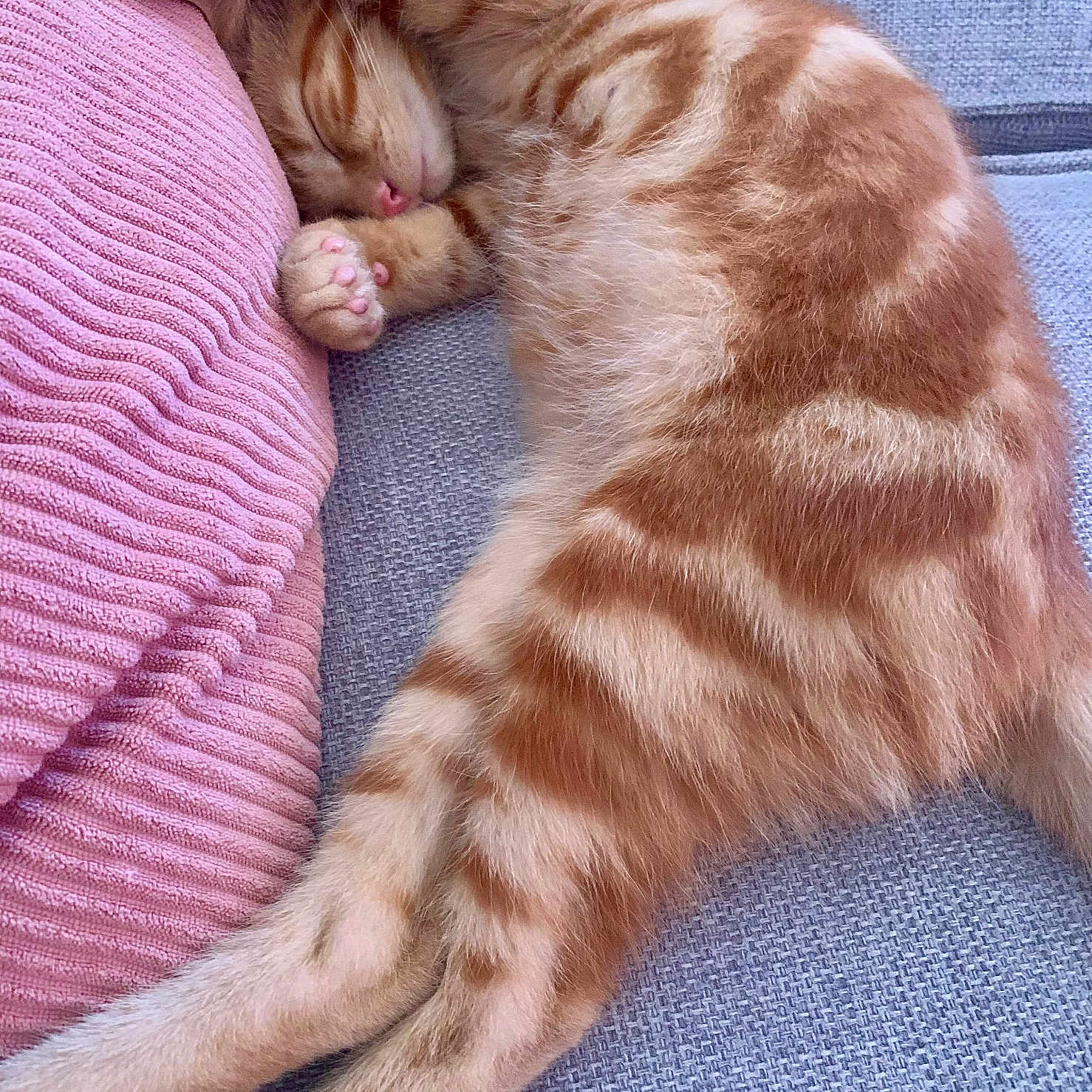 Pixie