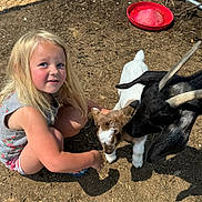 Nevaeh is registered to the contest to win money with this photo: child, blonde_hair, outdoor, animal, baby_goat, goat, petting_zoo, curious, crouching, sunlight, dirt, fence, farm, playful, young, nature, summer, cute, interaction, daytime