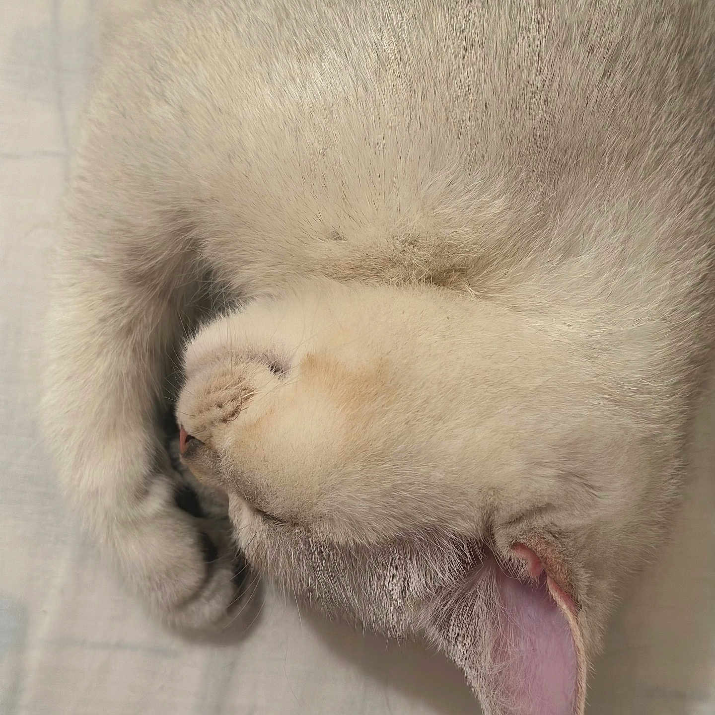 Mila participe au concours pour gagner de l'argent avec cette photo : abyssinian, angora, animal, blanket, canine, cat, claw, dog, electronics, hardware, hook, kitten, manx, person, pet, rabbit, siamese, sleeping, snout, white