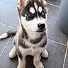 Loki a rejoint le concours — aidez-le/la à gagner de superbes lots ! dog, puppy, husky, siberian_husky, heterochromia, blue_eye, brown_eye, sitting, portrait, close_up, fluffy, black_and_white, pointed_ears, paws, tail, tiled_floor, indoor, pet, adorable, animal