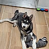 Loki participe au concours pour gagner de l'argent avec cette photo : dog, puppy, husky, siberian_husky, black_and_white, blue_eyes, lying_down, stuffed_toy, toy, indoor, tile_floor, home, hallway, portrait, pet, animal, ears, paws, fluffy, playful