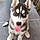 Loki