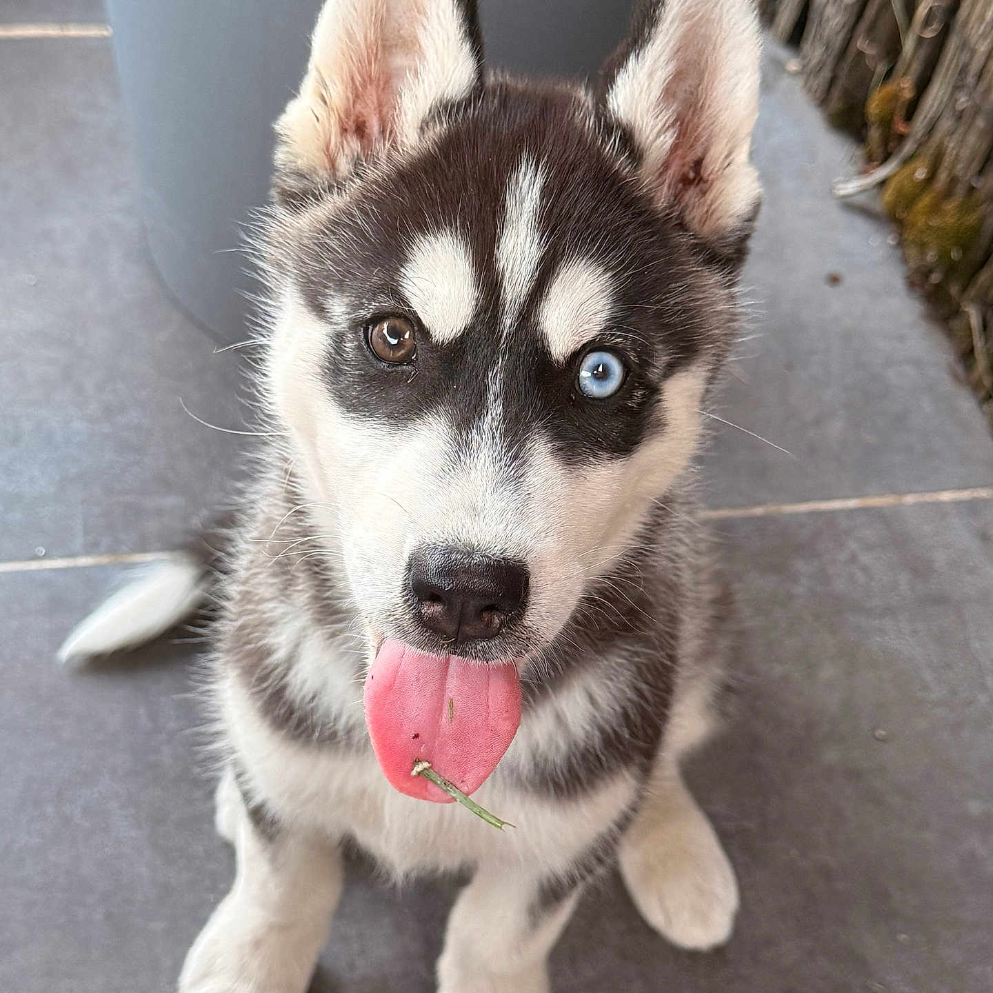 Loki