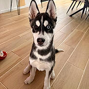 Loki a rejoint le concours — aidez-le/la à gagner de superbes lots ! dog, puppy, siberian_husky, heterochromia, blue_eye, brown_eye, sitting, portrait, indoors, wooden_floor, kitchen, furniture, chair, table, black_and_white, pointed_ears, fluffy, pet, toy, photography