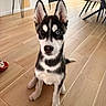 dog, puppy, siberian_husky, heterochromia, blue_eye, brown_eye, sitting, portrait, indoors, wooden_floor, kitchen, furniture, chair, table, black_and_white, pointed_ears, fluffy, pet, toy, photography