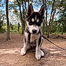 dog, puppy, husky, siberian_husky, black_and_white, animal, pet, canine, sitting, portrait, outdoor, forest, woodland, trees, nature, leash, harness, wooden_platform, fluffy, blue_eyes