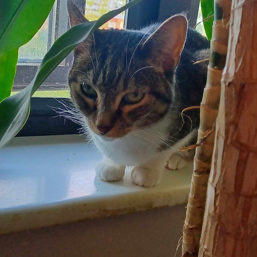 Nancy Sinatra joined the competition — help win amazing prizes! animal, background, cat, closeup, curious, feline, green, houseplant, indoor, leaf, nature, paws, pet, plant, sunlight, tabby, tree_trunk, whiskers, window_screen, windowsill