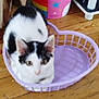 animal, basket, black_and_white, cat, cozy, curious, cute, domestic, feline, floor, heart_shaped_basket, indoor, kitten, looking_up, pet, purple, resting, small, wooden_floor, young