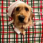 Lucy joined the competition — help win amazing prizes! dog, santa_hat, wrapping_paper, plaid, holiday, christmas, pet, cute, brown_dog, fur, face, nose, ears, festive, background, close_up, indoor, holiday_decor, animal, looking_up