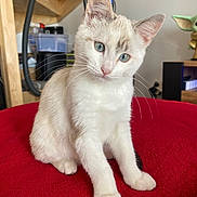 Pounet participe au concours pour gagner de l'argent avec cette photo : cat, kitten, blue_eyes, indoor, red_surface, curious, pet, feline, whiskers, ears, head_tilt, domestic_animal, young_cat, fur, closeup, sitting, toy, figurine, baby_yoda, household