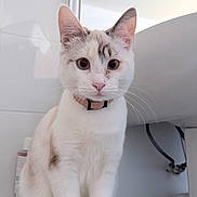 Pounet participe au concours pour gagner de l'argent avec cette photo : animal, bathroom, cat, closeup, collar, curious, cute, domestic_cat, ears, feline, fur, household, indoor, looking, pet, sink, sitting, whiskers, white_cat, young_cat